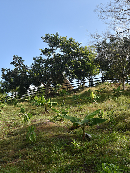 Conservación y protección de la cobertura boscosa en los ríos Cirí Grande y Trinidad